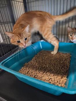 Domestic Long Hair Cats Available for Adoption - Dean | PetCurious