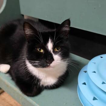 Rescue Domestic Short Hair Cats for Adoption in Huntington, New York - Marnie | PetCurious
