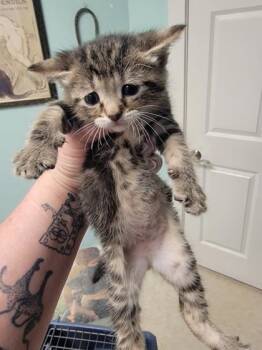 Rescue Domestic Short Hair Cats for Adoption in Harbor Springs, Michigan - Kai | PetCurious