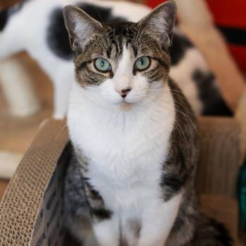 Domestic Short Hair Cats Available for Adoption - Rosemary | PetCurious