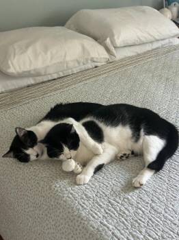 Domestic Short Hair Cats Available for Adoption in St. Helens, Oregon - 23-07 Gerber/Hamish | PetCurious