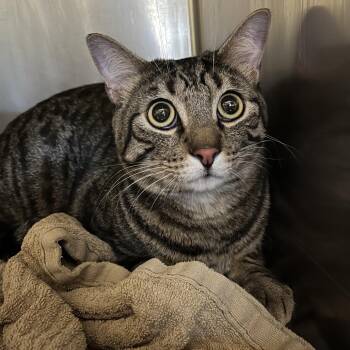 Oliver -  Domestic Short Hair Cat for Adoption in Ojai, California - Oliver | PetCurious