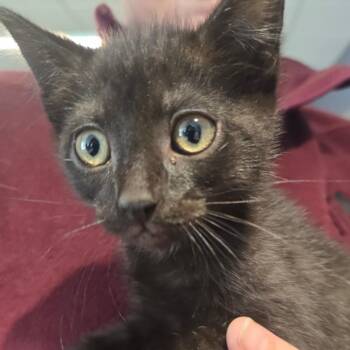 Domestic Short Hair Cats Available for Adoption in Kennebunk, Maine - Hop | PetCurious