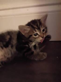 Tabby Cats Available for Adoption in San Antonio, Texas - Sweet Baby Ray | PetCurious