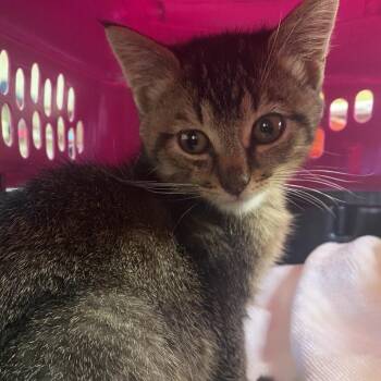 72681 -  Domestic Short Hair Cat for Adoption in Harrisonburg, Virginia - 72681 | PetCurious