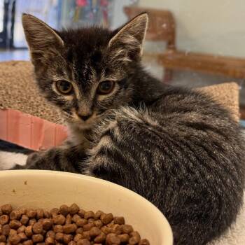 Truffle w/ Taro - Curious -  Domestic Short Hair Cat for Adoption in Flagstaff, Arizona - Truffle W/ Taro - Curious | PetCurious