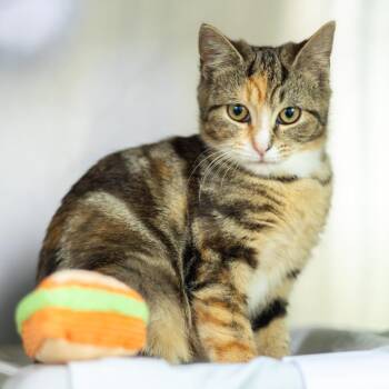 Domestic Short Hair Cats Available for Adoption - Wiggle Worm | PetCurious