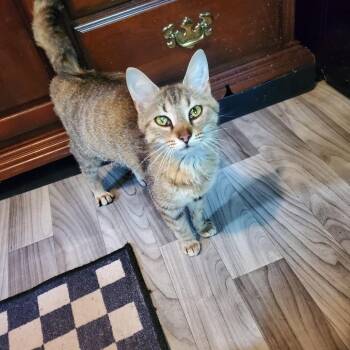 Mazie -  Domestic Short Hair Cat for Adoption in Jefferson City, Tennessee - Mazie | PetCurious