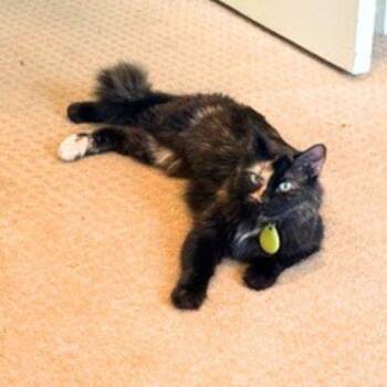 NUNU -  Domestic Long Hair Cat for Adoption in Aurora, Colorado - NUNU | PetCurious