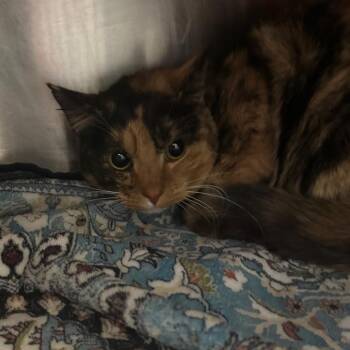 Lil Mama -  Domestic Short Hair Cat for Adoption in Murray, Utah - Lil Mama | PetCurious