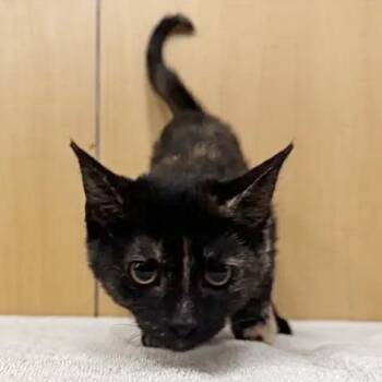Jasmine -  Domestic Medium Hair Cat for Adoption in Brentwood, Missouri - Jasmine | PetCurious