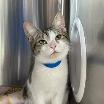 Domestic Short Hair Cats Available for Adoption in Knoxville, Tennessee - Toadette | PetCurious