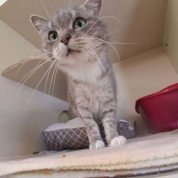 Grandma Bob -  Domestic Short Hair Cat Available for Adoption in Scottsbluff, Nebraska - Grandma Bob | PetCurious
