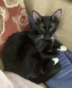 Rescue Tuxedo Cats for Adoption in Bethel, Connecticut - Ciri  COMPANION/LAP CAT | PetCurious