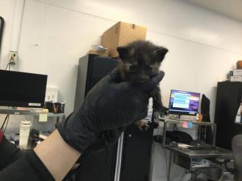 INKY -  Domestic Short Hair Cat for Adoption in Thousand Palms, California - INKY | PetCurious