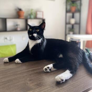 Heisenberg -  Domestic Short Hair Cat for Adoption in Sarasota, Florida - Heisenberg | PetCurious