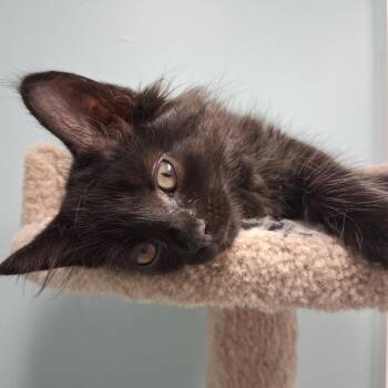 Cobain -  Domestic Long Hair Cat for Adoption in Middlebury, Vermont - Cobain | PetCurious