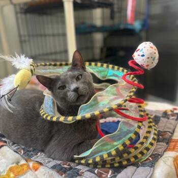 Rescue Domestic Short Hair Cats for Adoption in Cumberland, Maine - Jonas (aka Joey) | PetCurious