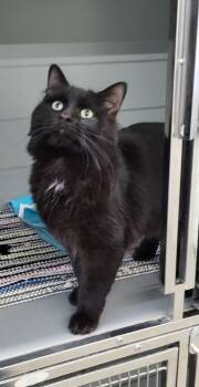Domestic Short Hair Cats Available for Adoption in Medford, Wisconsin - Magneto | PetCurious