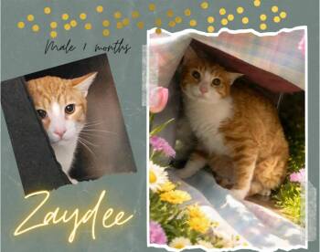 Domestic Short Hair Cats Available for Adoption in Blountville, Tennessee - Zaydee | PetCurious