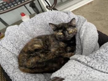 Domestic Short Hair Cats Available for Adoption - *PIXEL | PetCurious