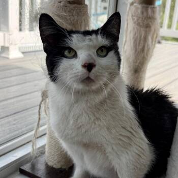 Mrs. Butterworth -  Domestic Short Hair Cat for Adoption in Woodstock, Virginia - Mrs. Butterworth | PetCurious
