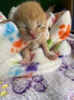 Code Red -  Domestic Short Hair Cat for Adoption in Leonardtown, Maryland - Code Red | PetCurious