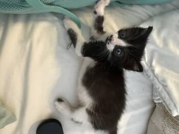 Focaccia -  Domestic Short Hair Cat for Adoption in Fruit Heights, Utah - Focaccia | PetCurious