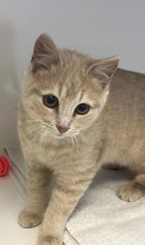 Domestic Short Hair Cats Available for Adoption - Sashimi | PetCurious