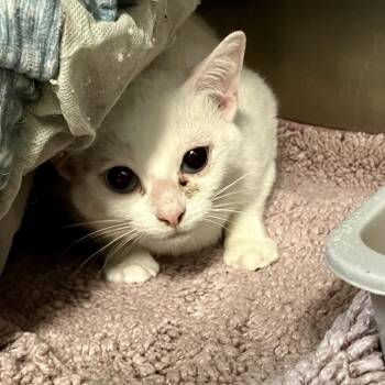 Angel -  Domestic Short Hair Cat for Adoption in Port Charlotte, Florida - Angel | PetCurious