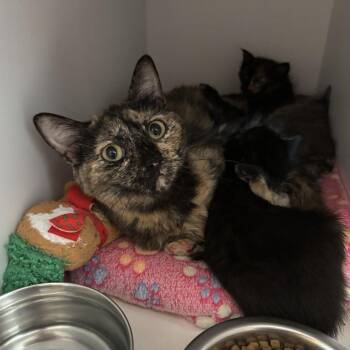 Barbastelle -  Domestic Short Hair Cat for Adoption in Kanab, Utah - Barbastelle | PetCurious
