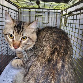 Domestic Medium Hair Cats Available for Adoption in San Antonio, Texas - A805185 | PetCurious