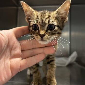 Limoncello -  Domestic Short Hair Cat for Adoption in Chattanooga, Tennessee - Limoncello | PetCurious