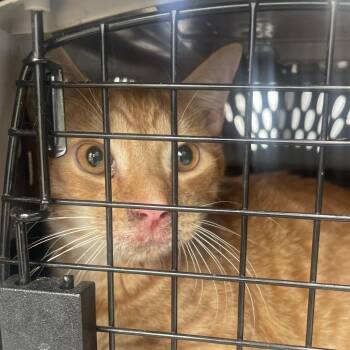 Macaroni -  Domestic Short Hair Cat for Adoption in Philadelphia, Pennsylvania - Macaroni | PetCurious