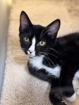 Rescue Domestic Short Hair Cats for Adoption in Cumming, Georgia - Apple Pie 967-25 | PetCurious