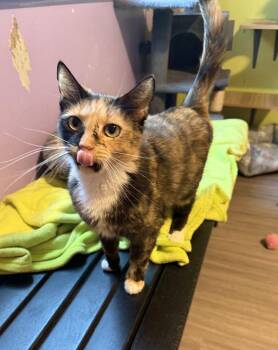 Domestic Short Hair and Calico Cats Available for Adoption in New Cumberland, West Virginia - Whiskey | PetCurious