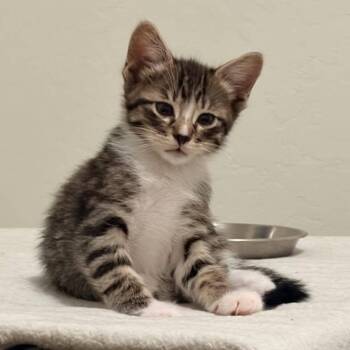 Cadence -  Domestic Short Hair Cat for Adoption in San Tan Valley, Arizona - Cadence | PetCurious