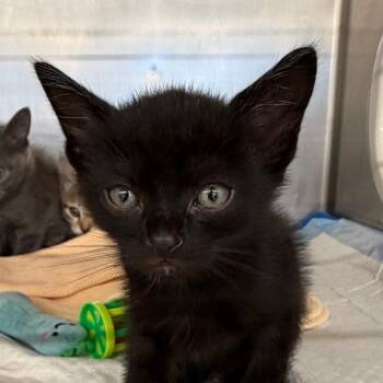 Earl -  Domestic Short Hair Cat for Adoption in West Palm Beach, Florida - Earl | PetCurious