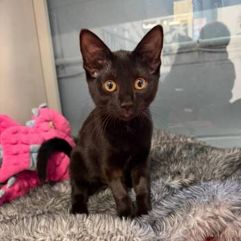 Ivory -  Domestic Short Hair Cat for Adoption in East Hanover, New Jersey - Ivory | PetCurious