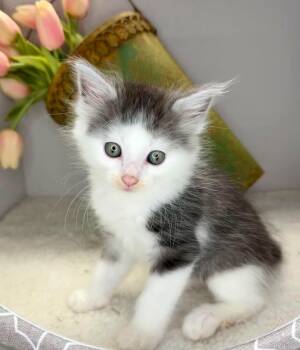 Louis - Sweet and affectionate -  Domestic Short Hair Cat Available for Adoption in Muskego, Wisconsin - Louis - Sweet And Affectionate | PetCurious