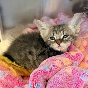 Gadget -  Domestic Short Hair Cat for Adoption in Palm Springs, California - Gadget | PetCurious