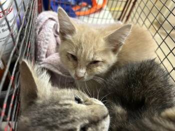 ALI -  Domestic Short Hair Cat for Adoption in Sacramento, California - ALI | PetCurious