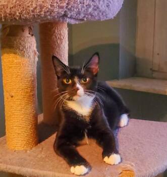 Whistler (+Cabos) -  Domestic Short Hair Cat for Adoption in Richmond Hill, Ontario - Whistler (+Cabos) | PetCurious