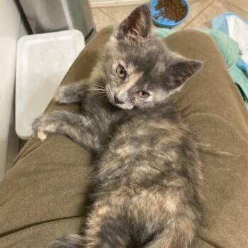 Chive -  Domestic Short Hair Cat for Adoption in South Elgin, Illinois - Chive | PetCurious