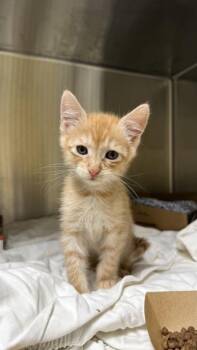 Domestic Short Hair Cats Available for Adoption in Honolulu, Hawaii - Henry | PetCurious