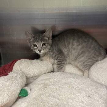 Penne -  Domestic Short Hair Cat for Adoption in Georgetown, Kentucky - Penne | PetCurious