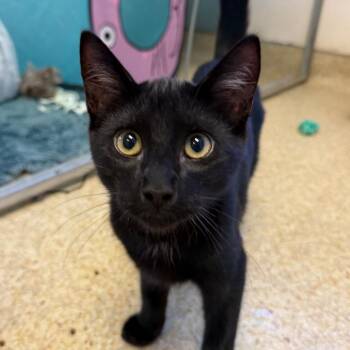 Zurg -  Domestic Short Hair Cat for Adoption in Goleta, California - Zurg | PetCurious