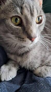 Morty -  Domestic Medium Hair Cat for Adoption in St. Augustine, Florida - Morty | PetCurious