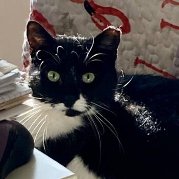 Rescue Domestic Short Hair Cats for Adoption in Ballston Spa, New York - Gracie | PetCurious