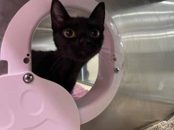 Lili -  Domestic Short Hair Cat for Adoption in Fort Worth, Texas - Lili | PetCurious